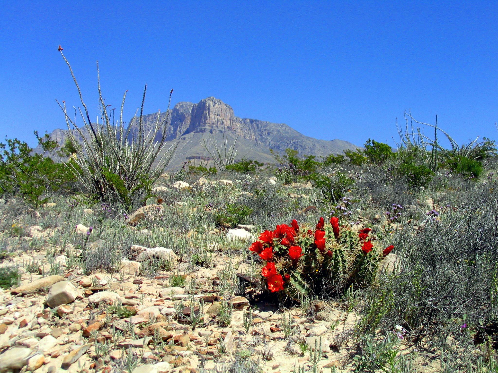 El Capitan and the Guadalupe Mountains rising above the Chihuahuan Desert in Texas