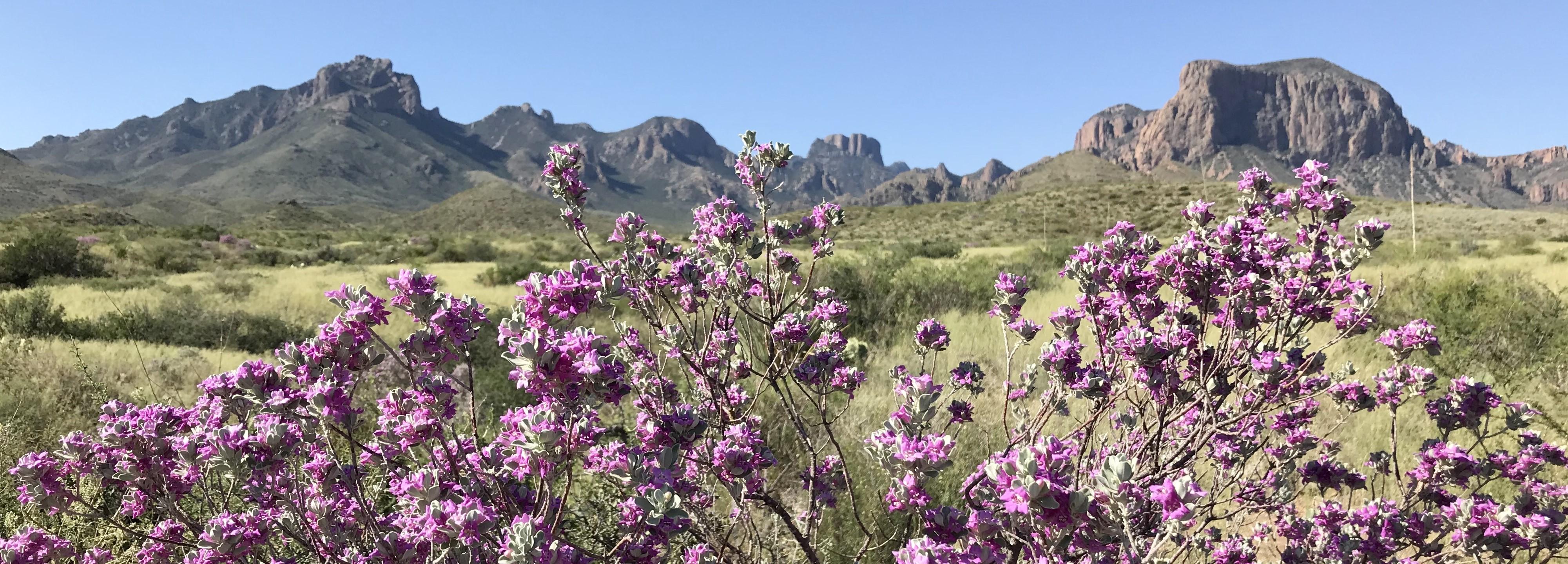 The Chisos Mountains rising above Chihuahuan Desert scrub at golden hour in Big Bend National Park, Texas