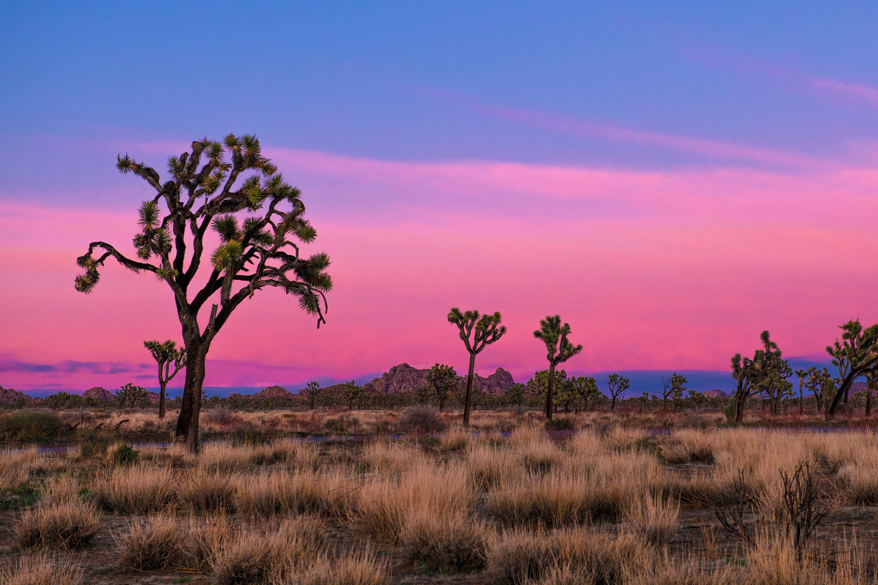 Joshua trees and granite boulder formations in Joshua Tree National Park, California