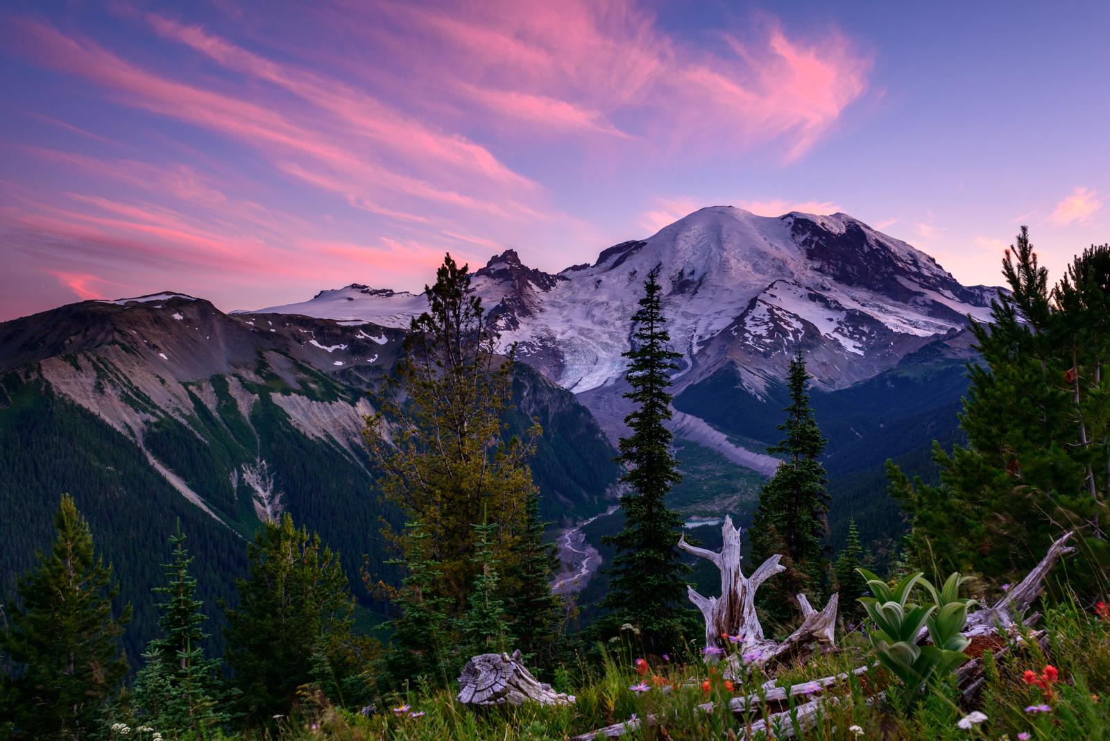 Mount Rainier rising above a wildflower meadow at Paradise, Mount Rainier National Park