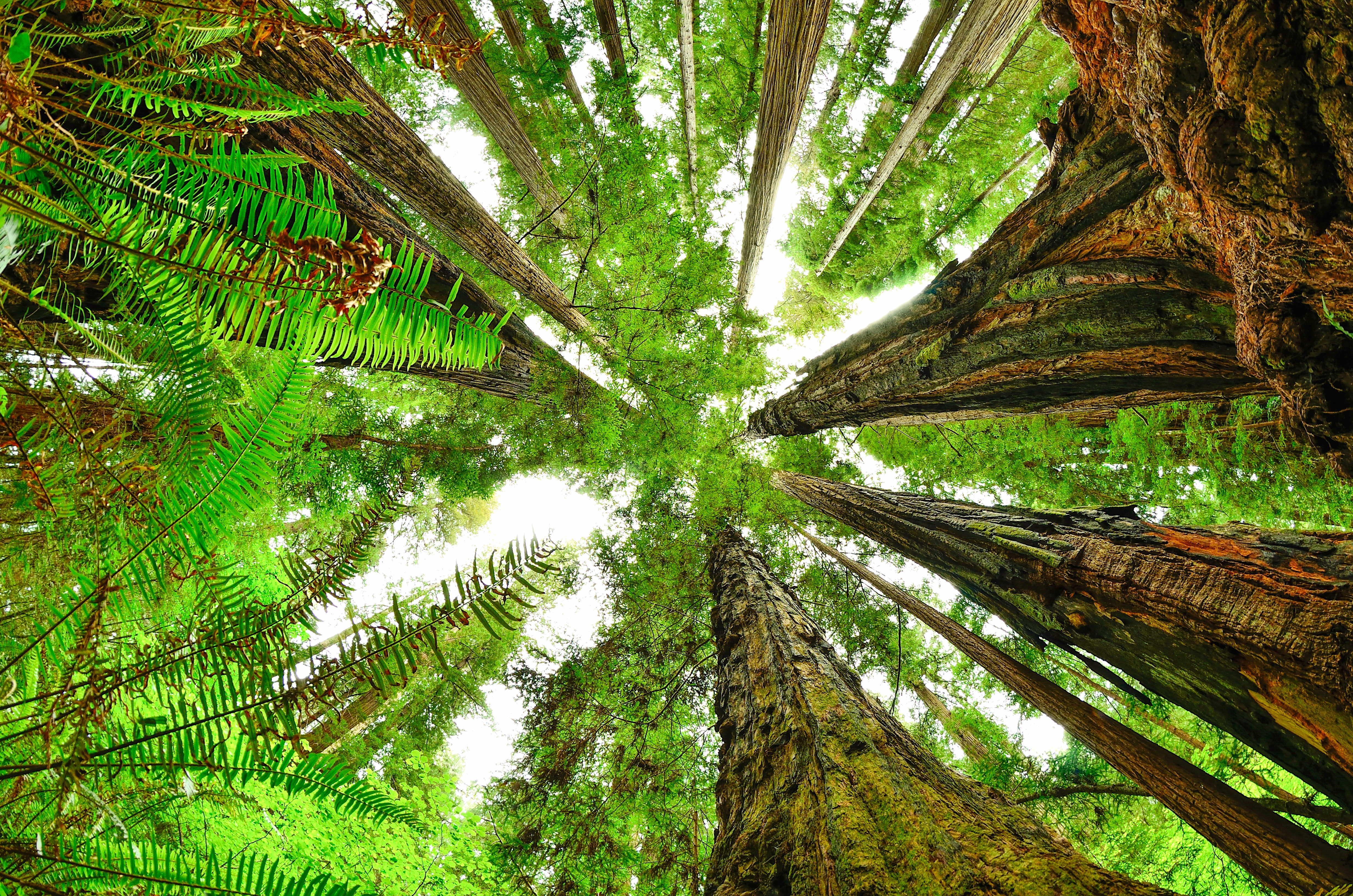 Sunlight filtering through mist in a grove of towering coast redwoods in northern California