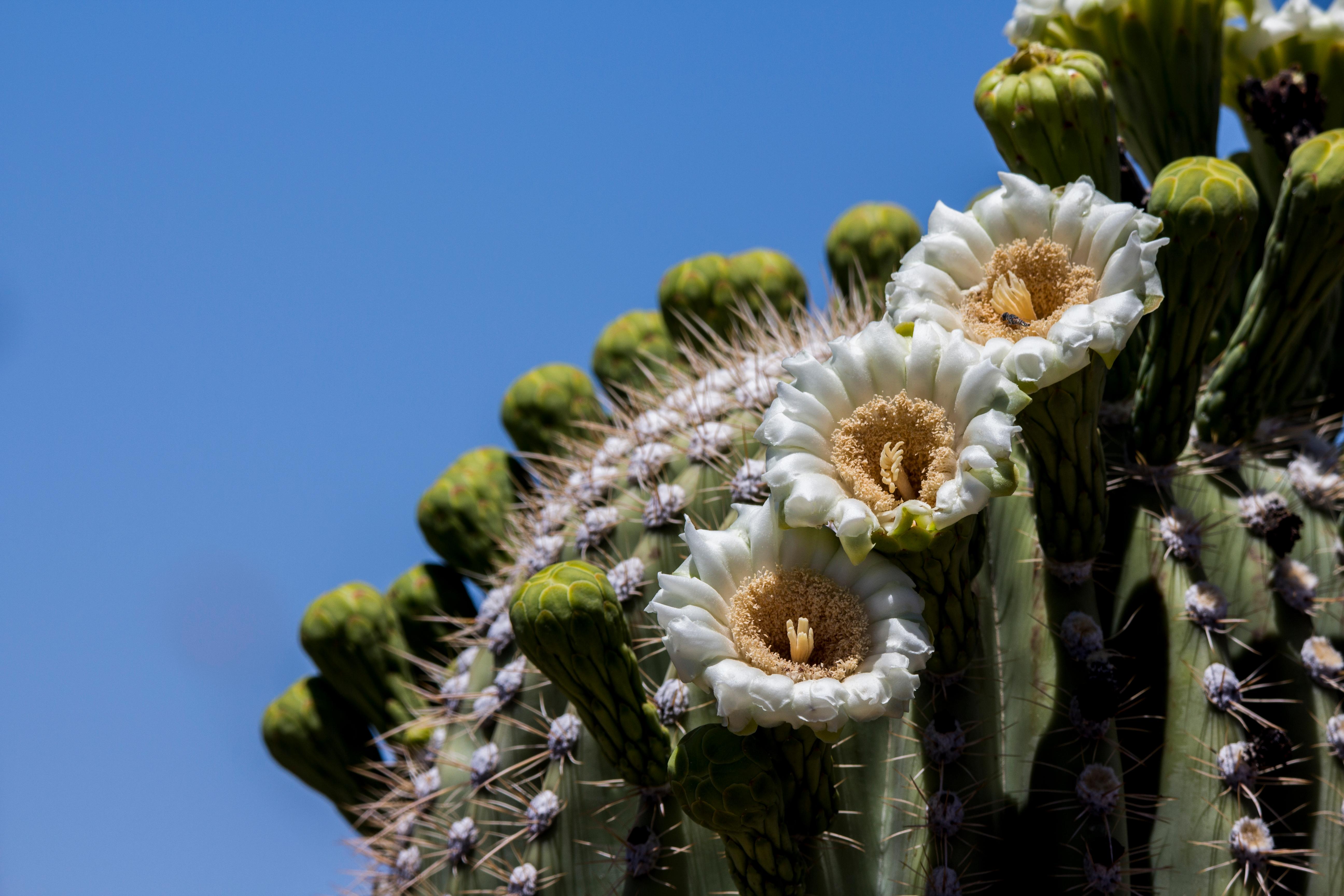Saguaro cacti standing across a desert hillside at sunset in Saguaro National Park, Arizona