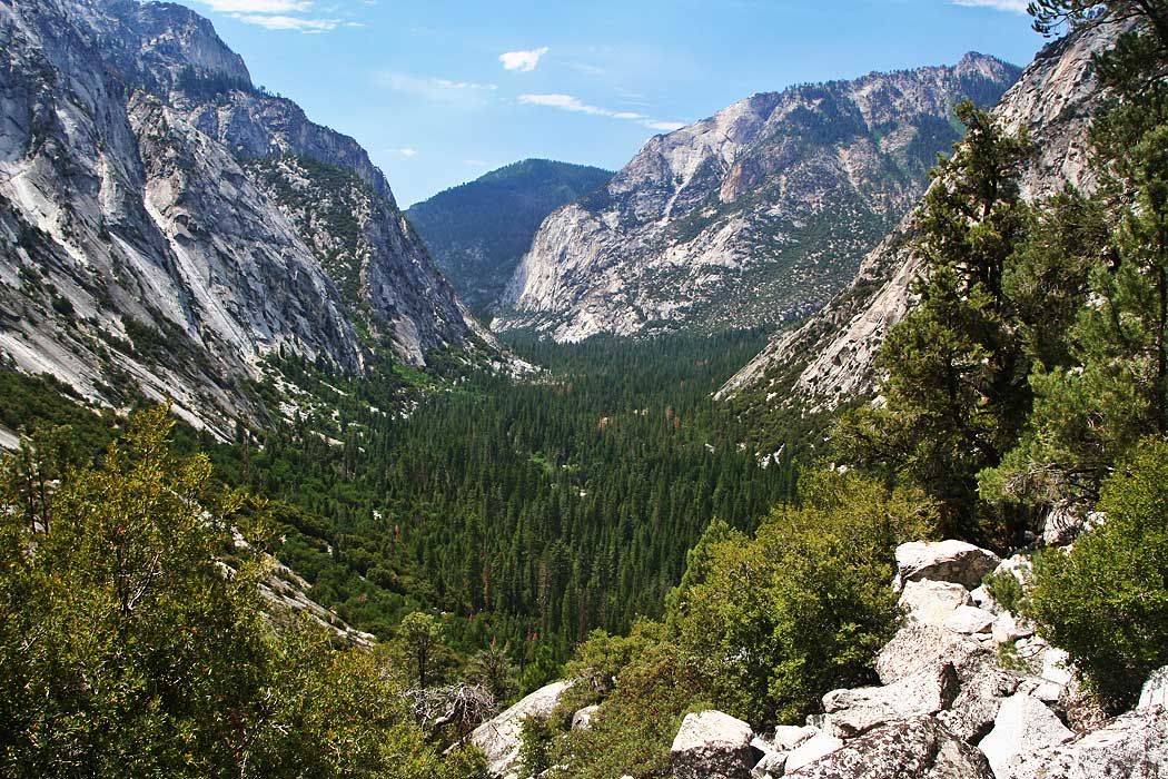 Giant sequoia trunks rising above the forest floor in the Giant Forest, Sequoia National Park