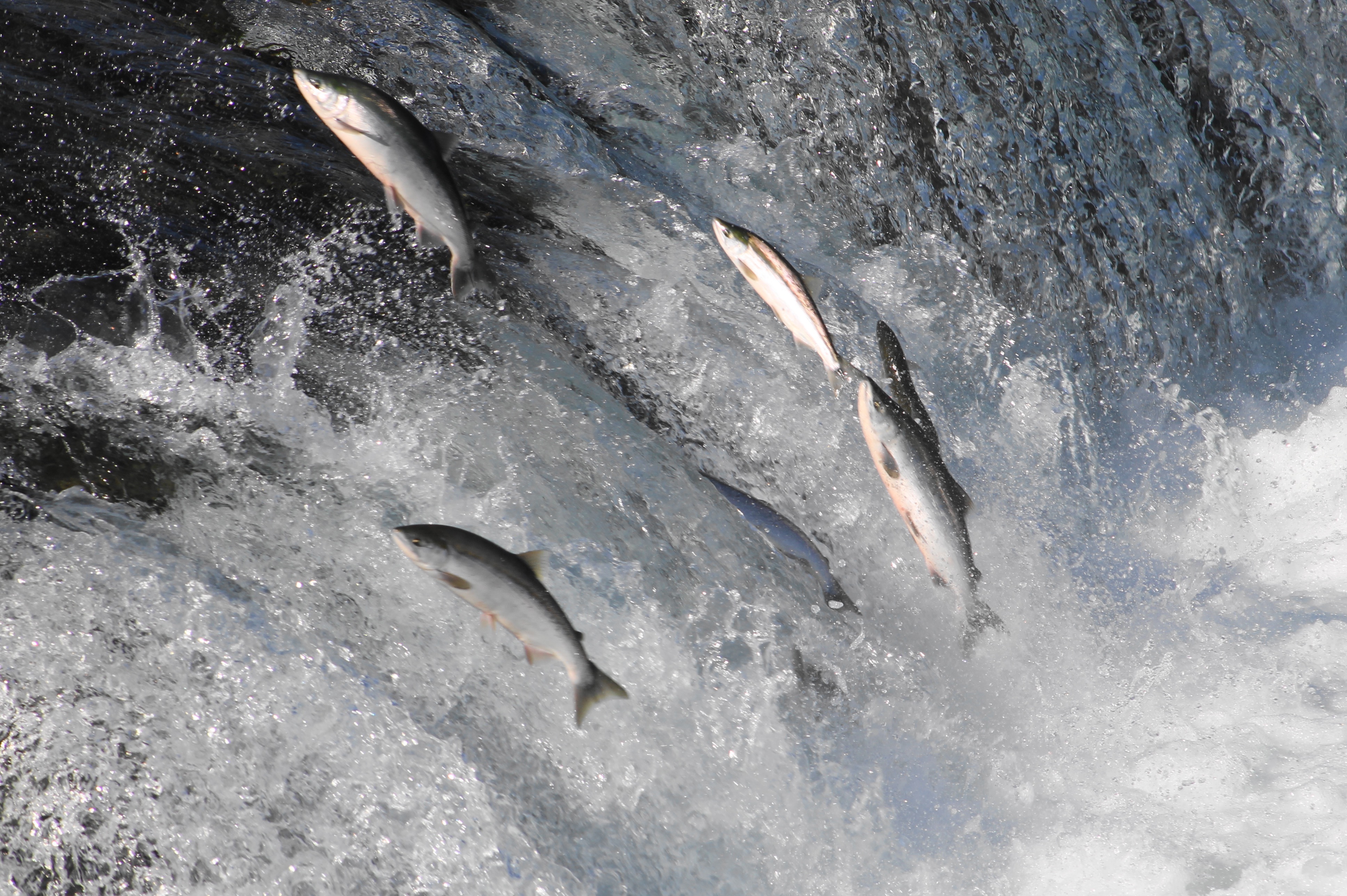 Brown bears fishing for sockeye salmon at Brooks Falls in Katmai National Park, Alaska